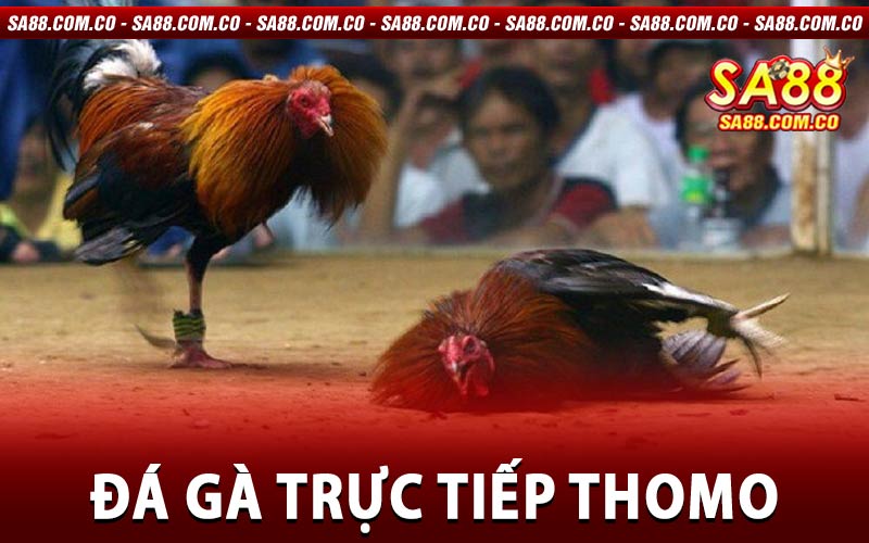 Đá Gà Trực Tiếp Thomo