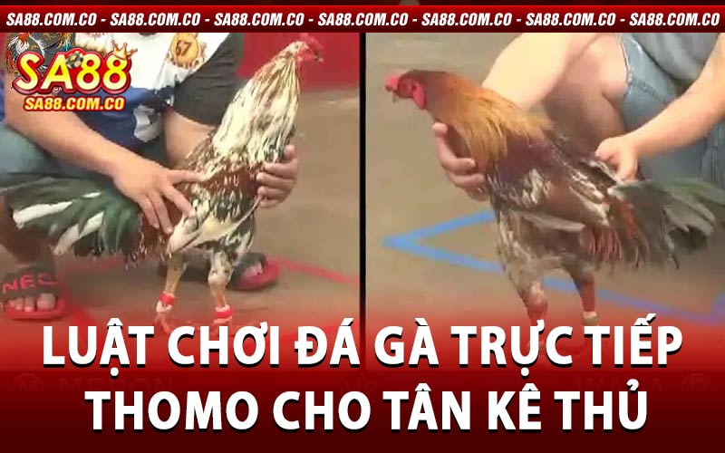 đá gà trực tiếp
 Thomo